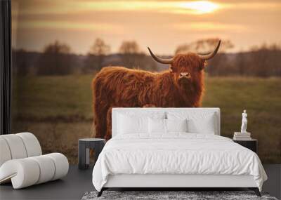 Highland cow and calf. Sunset over the pasture
 Wall mural