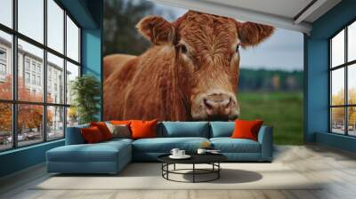 Portrait of a Beef Cow Standing in a Field Wall mural