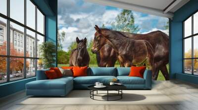 Young horses on the pasture Wall mural