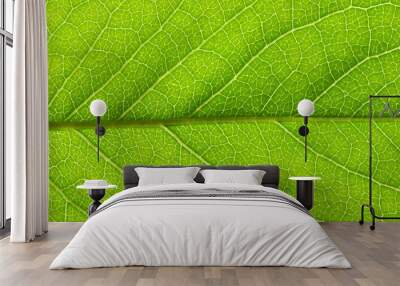 leaf texture Wall mural