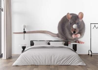 rat Wall mural