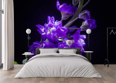 beautiful purple flower on dark background, close-up  Wall mural