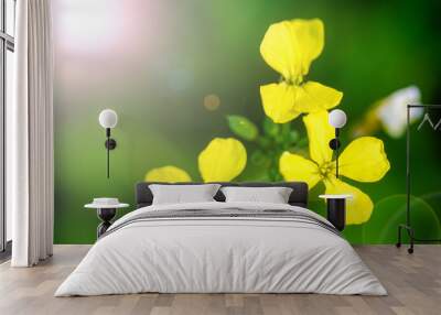 beautiful yellow flowers in meadow on bright sunny day Wall mural