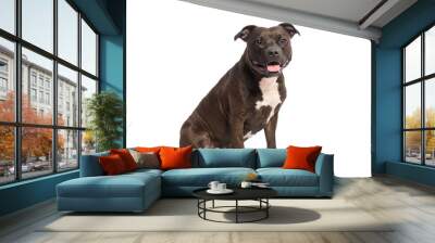 cute pitbull dog sitting isolated on white background 
 Wall mural