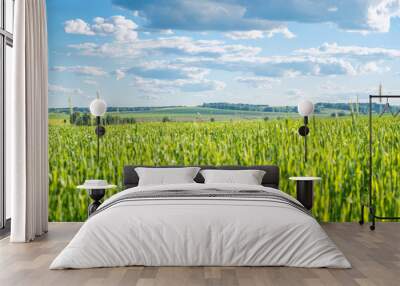 View of agricultural field with white fluffy clouds in blue sky at sunny summer day Wall mural