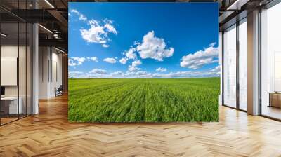 View of agricultural field with white fluffy clouds in blue sky at sunny summer day Wall mural