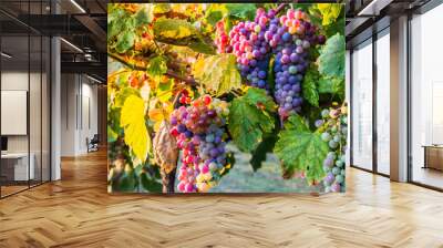 Bunches of ripe grapes before harvest.
 Wall mural