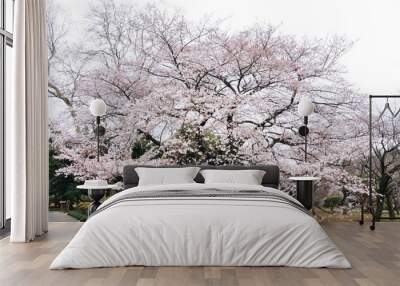 A full blossom sakura tree Wall mural