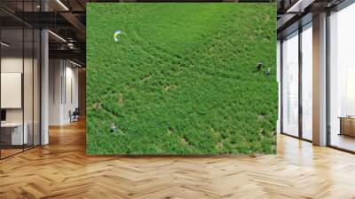 People flying a kite in tall grass Wall mural