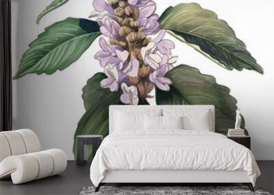 Patchouli flower isolated on transparent background, old botanical illustration, branch with leaves Wall mural