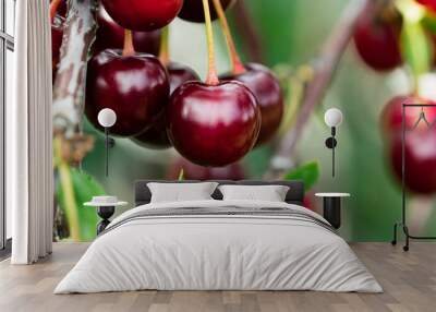 cherries on the tree Wall mural