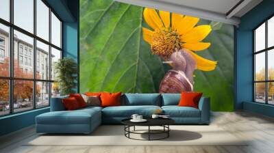 Helix pomatia. grape snail crawling on green leaves. mollusc and invertebrate. delicacy meat and gourmet food. relaxation Wall mural