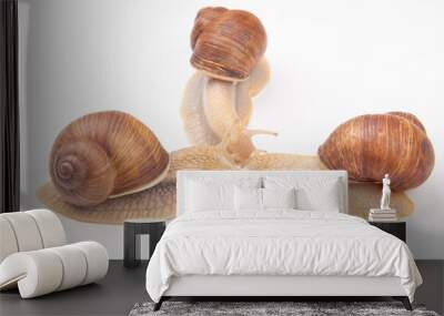 Helix pomatia. grape snail on a white background. mollusc and invertebrate. gourmet protein meat food. communication of the individual in society Wall mural