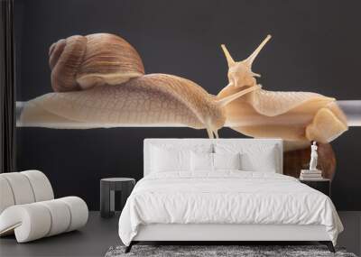 Helix pomatia. snails hang from a plastic tube. romance and relationships in the animal kingdom. mollusc and invertebrate. delicacy meat and gourmet food Wall mural