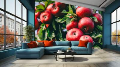 Red apples on tree ready to be harvested. Ripe red apple fruits in apple orchard. Selective focus Wall mural