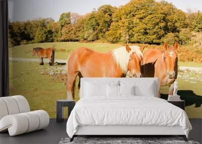 horse and foal Wall mural