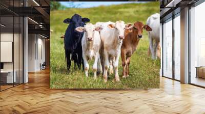 Beautiful cattle standing in the field of grass in farm Wall mural