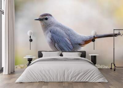 Catbird portrait close up macro in spring backyard Wall mural