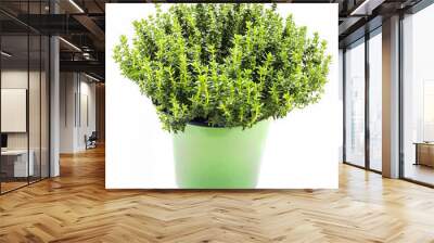 Fresh and raw thyme plant (Thymus vulgaris). Flower pot isolated on white background Wall mural