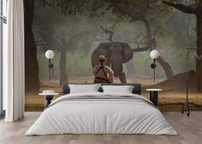 African Bush Elephant - Loxodonta africana in Mana Pools National Park in Zimbabwe, standing in the forest and looking at the wildlife photographer in safari Wall mural