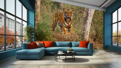 Bengal Tiger - Panthera tigris tigris the biggest cat in wild in Indian jungle in Nagarhole tiger reserve, hunter in the greeen jungle, face to face view Wall mural