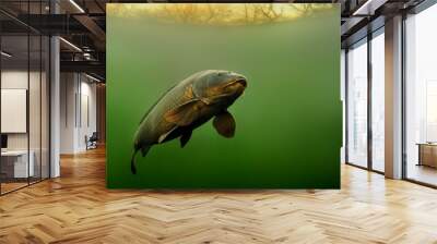 Common Carp - Cyprinus carpio Wall mural