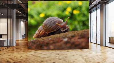 Giant African Land Snail - Achatina fulica large land snail in Achatinidae, similar to Achatina achatina and Archachatina marginata, pest issues, invasive species of snail Wall mural