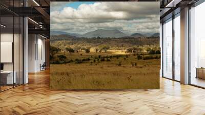 Landscape in Australia with kangaroos and wallaby, Tidbinbilla Nature Reserve, fringe of Namadgi National Park Wall mural