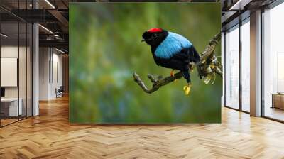 Long-tailed manakin - Chiroxiphia linearis species of bird in the Pipridae family native to Central America. Wall mural