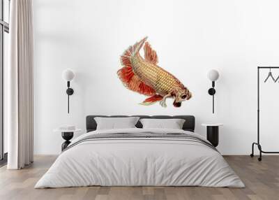 Close up of  a red gold color Siamese fighting fish (Big Ear) or Dumbo betta isolated on white background. Wall mural