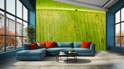 green leaf of banana ,banana leaf cover desert ,banana make to food Wall mural