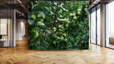 Green apple trees at garden Wall mural