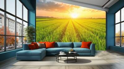 View of rice farm agricultural field with sky, Green agriculture background.  Wall mural