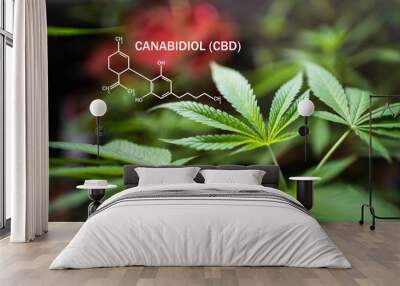 Canabidiol (CBD) Sativa planted hemp leaf young cannabis in summer time. Wall mural