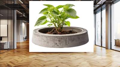 A concrete planter with a drainage hole and saucer to keep plants healthy. Isolated on white background. Wall mural