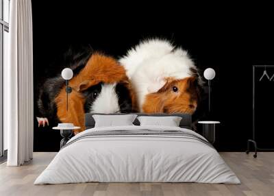 Two guinea pigs isloated on black looking at the camera with copy space. Wall mural