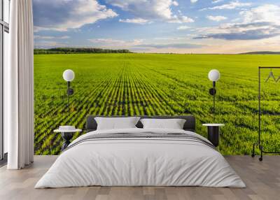 Green field of cereal crops and blue sky with clouds. Young green sprouts of wheat grow in rows in a field Wall mural