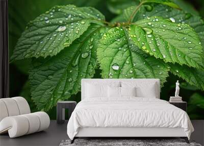 Ramie leafs with water droplets Wall mural