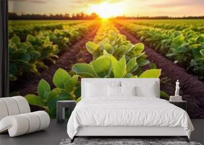 Soy field and soy plants in early morning light Wall mural