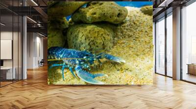 A very beautiful blue lobster Wall mural