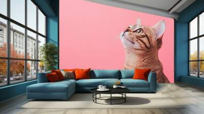 A brown tabby cat looks up towards the left side of the frame against a pink background. Wall mural