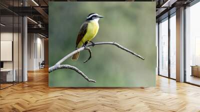 beautiful great kiskadee bird sitting on tree in Costa Rica travel green background clean  Wall mural