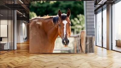 Beautiful thoroughbred ex race horse brown animal in paddock paradise Wall mural