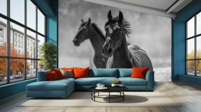 Two running black horses in black and white Wall mural