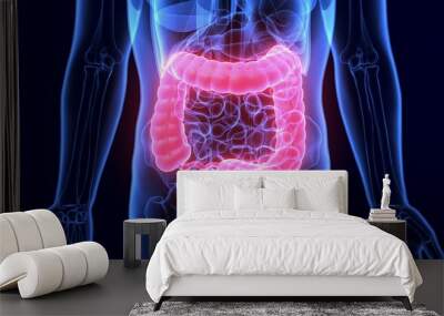 3D Illustration of Human Digestive System Anatomy (Large intestine)
 Wall mural