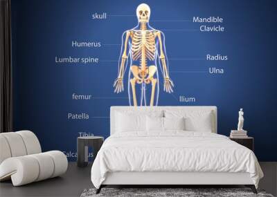 3d illustration of  human skeleton anatomy Wall mural