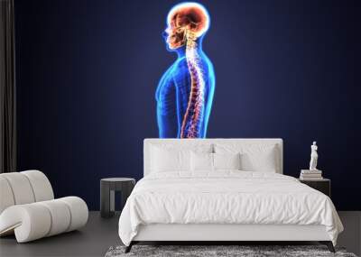 3d illustration of Skull With Spinal Cord Anatomy
 Wall mural