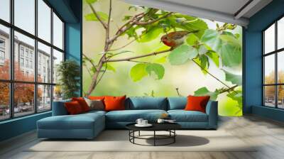 Crimson Sunbird Wall mural