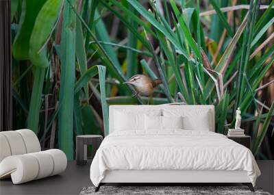 Manchurian Reed - Warbler Wall mural