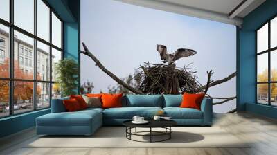 Osprey 1 Wall mural